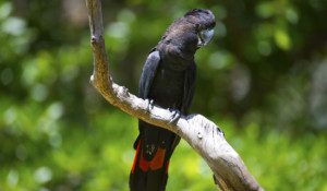 A Black Cockatoo.